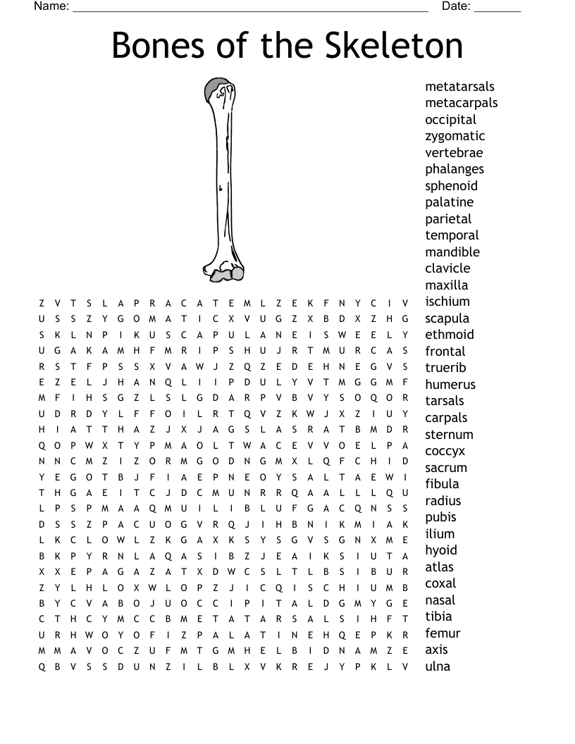 Bones Of The Body Crossword WordMint