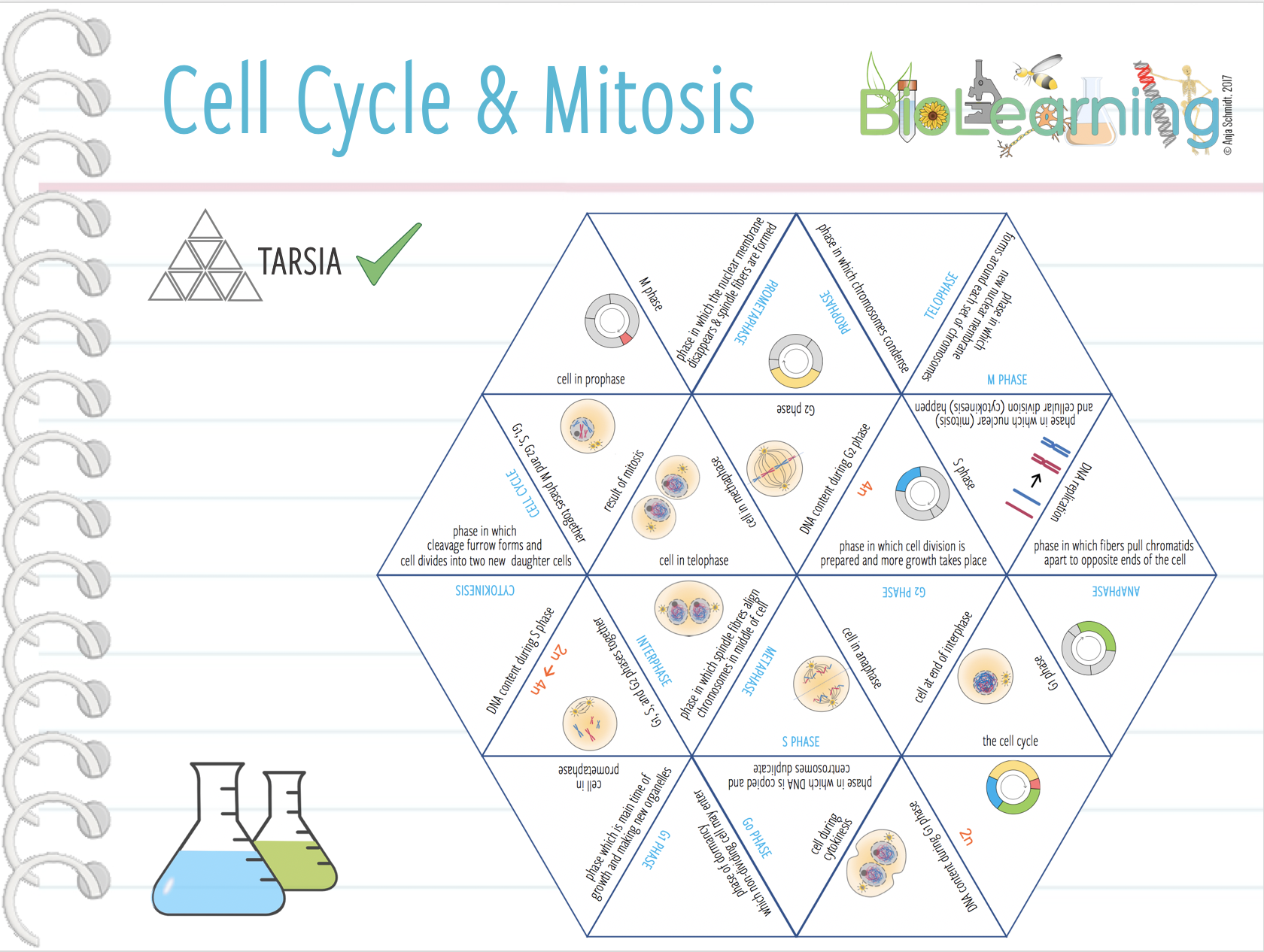 Cell Cycle And Mitosis Tarsia KS5 Teaching Resources