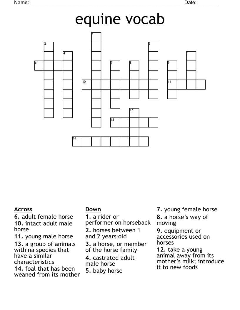 Equine Vocab Crossword WordMint